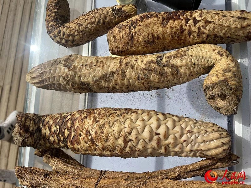 林下經(jīng)濟(jì)作物肉蓯蓉。人民網(wǎng)記者 常雪梅攝