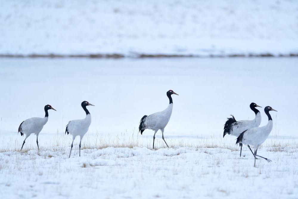 2021年10月21日在三江源國家公園黃河源園區(qū)內(nèi)拍攝的黑頸鶴。新華社記者 張龍 攝