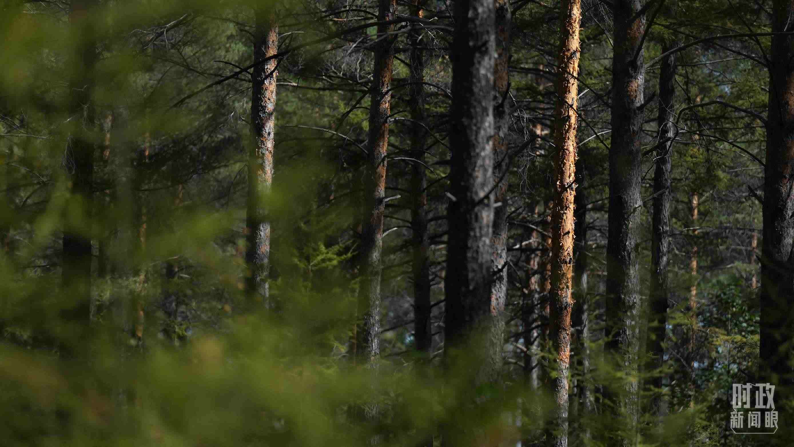 △漠河林場(chǎng)有天然林3.54萬公頃、蓄積量325.3萬立方米。（總臺(tái)國廣記者李晉拍攝）