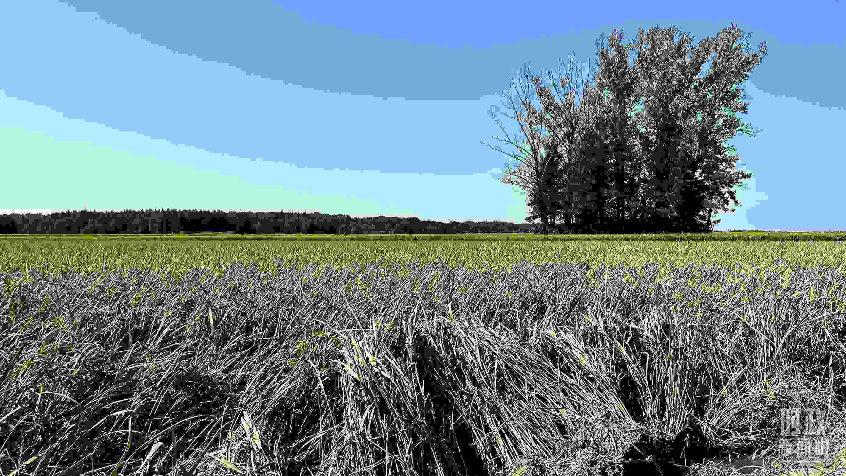 △龍王廟村遭受洪澇災(zāi)害的農(nóng)田。（總臺(tái)央視記者邢彬拍攝）