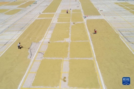 9月16日，村民在貴州省黔東南苗族侗族自治州丹寨縣金泉街道晾曬稻谷（無人機照片）。