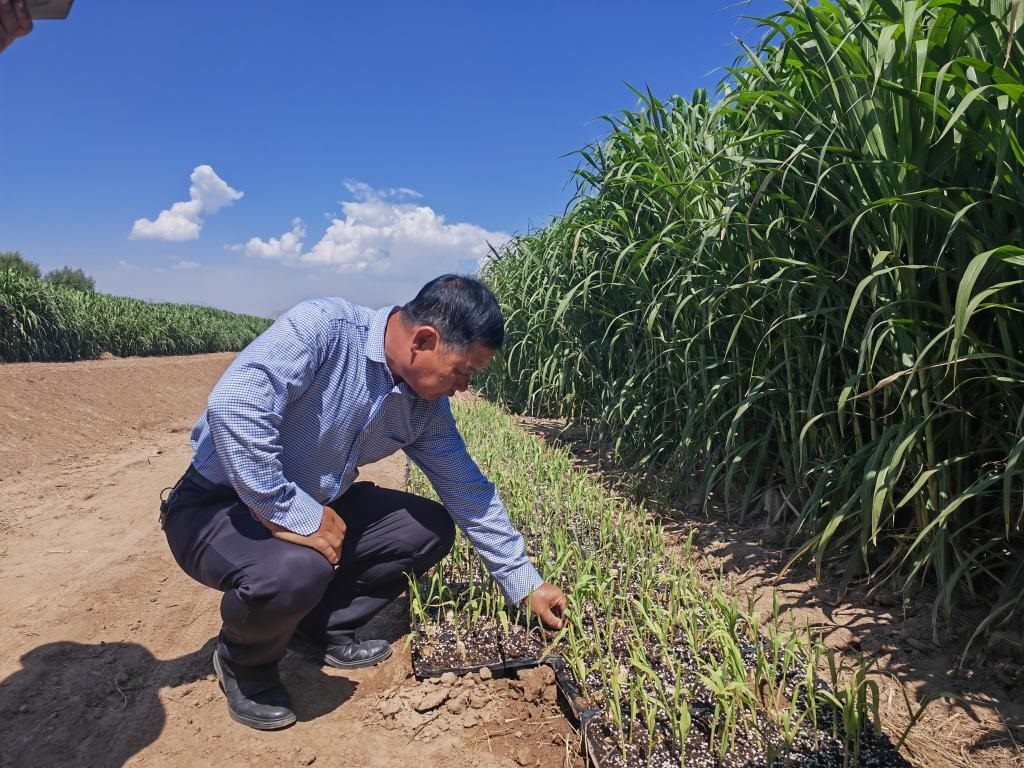 高級農(nóng)藝師周興德向記者介紹巨菌草幼苗（2023年9月1日攝）。新華社記者馬麗娟 攝