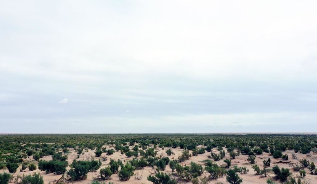 經(jīng)過封禁保護和人工種植梭梭后恢復(fù)綠色的草場（2023年9月12日攝）。新華社記者李云平 攝