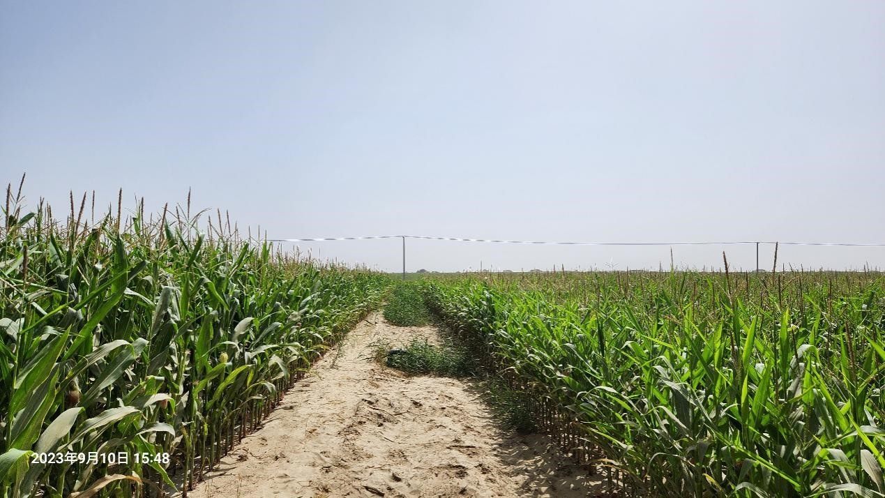 玉米改良40天后對(duì)比（左邊為改良組，右邊為對(duì)照組）。胡樹(shù)文團(tuán)隊(duì)供圖