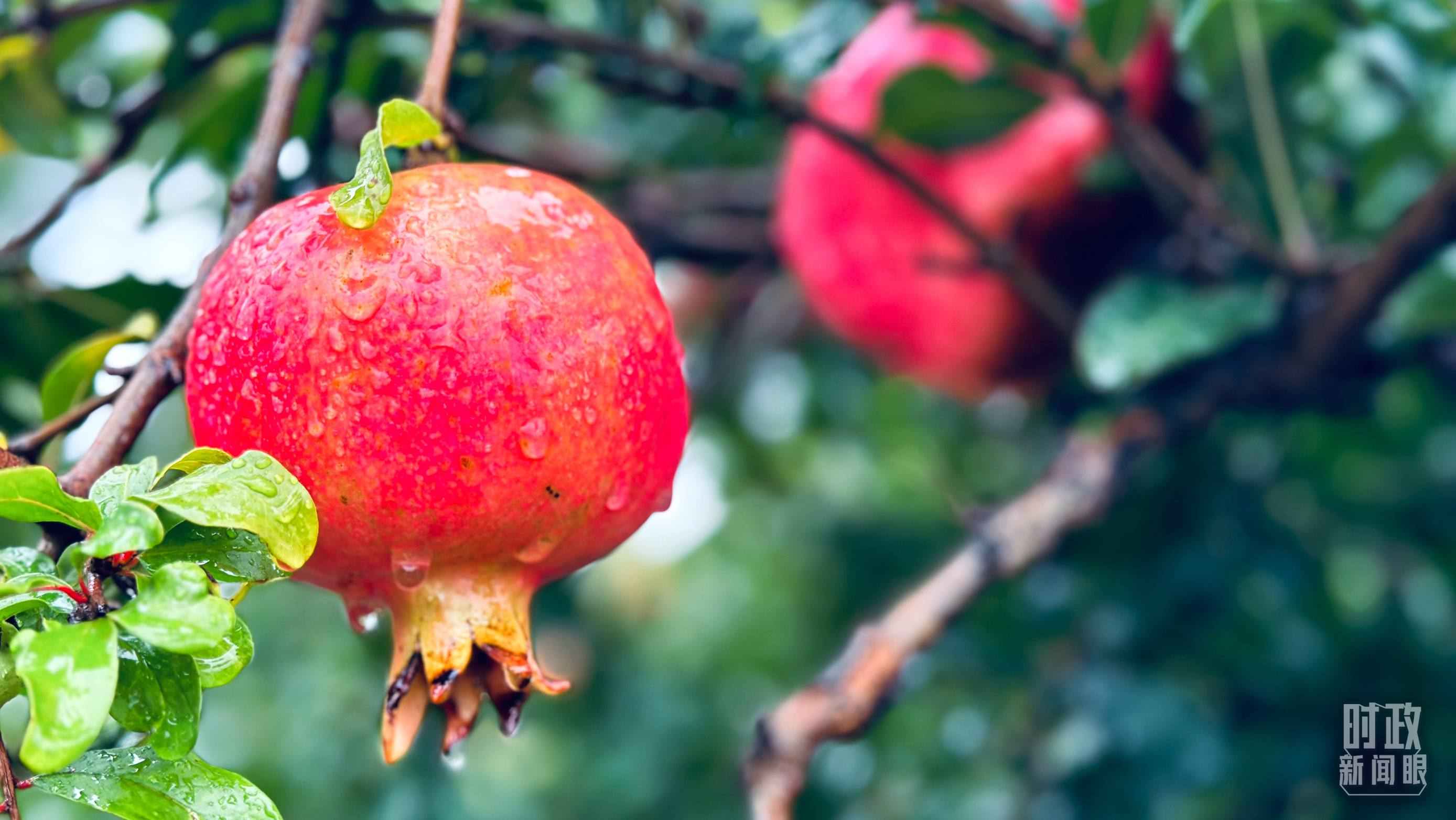 △一場秋雨過后，石榴更顯晶瑩。（總臺央視記者李輝、范一鳴拍攝）