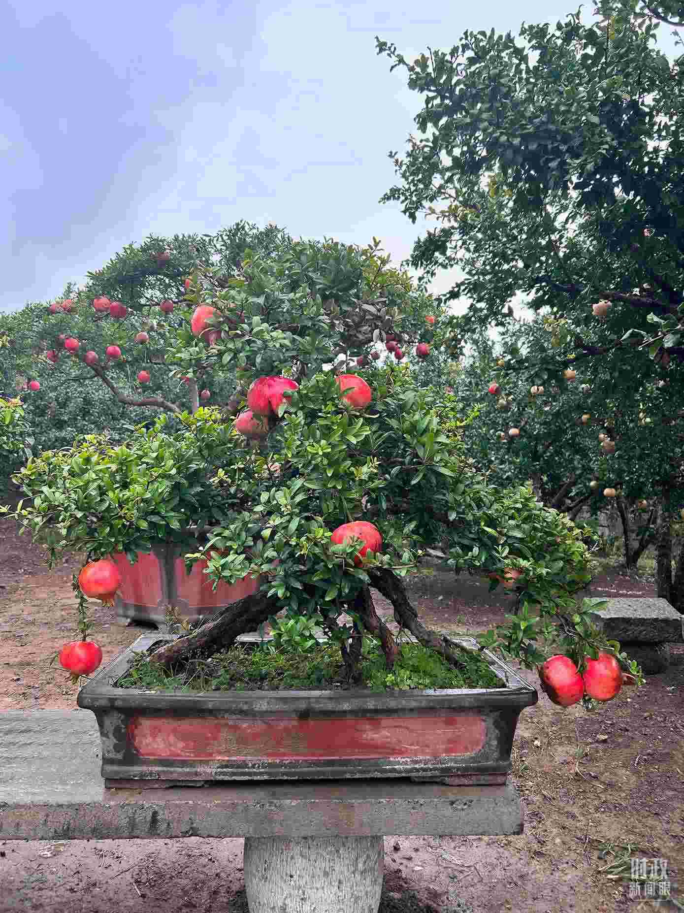 △冠世榴園內(nèi)的石榴盆栽。（總臺央視記者黎兵拍攝）
