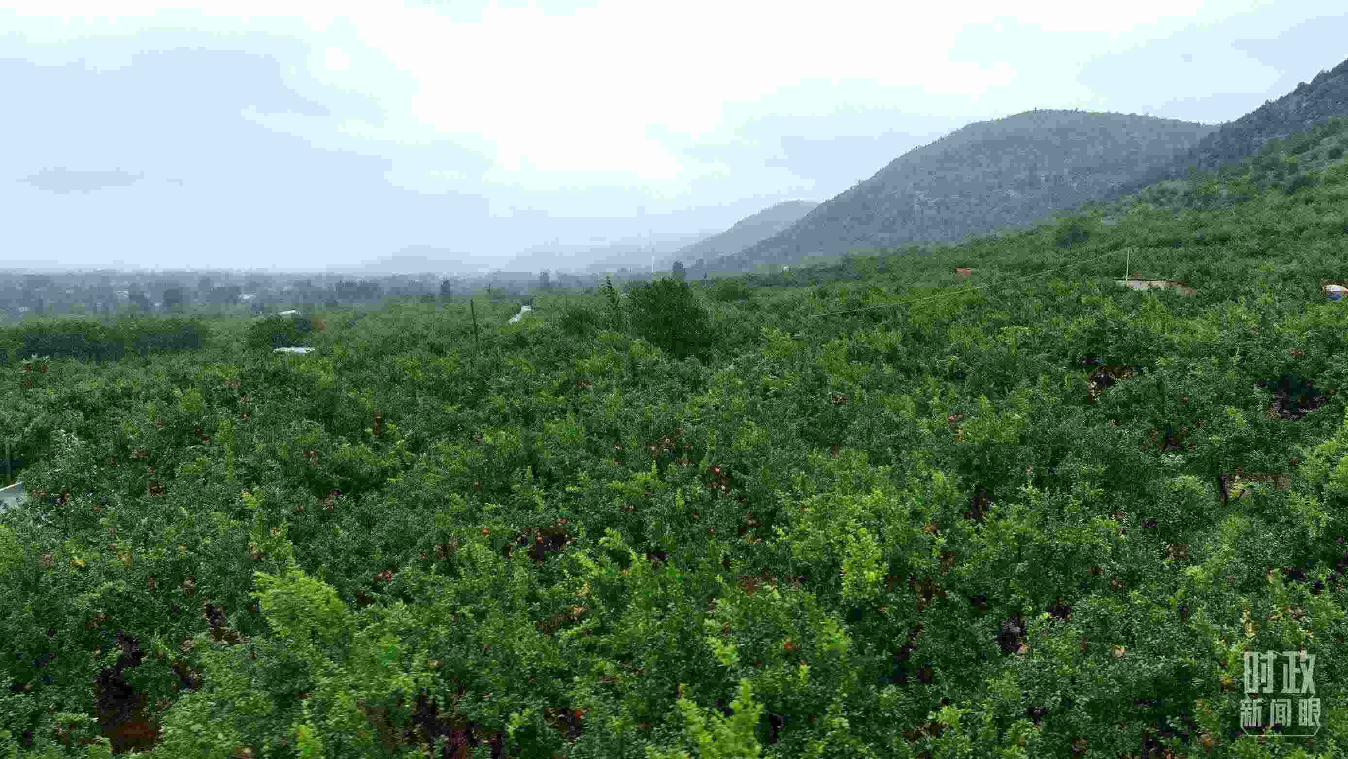 △山東棗莊冠世榴園。（總臺記者韓森、張鵬拍攝）