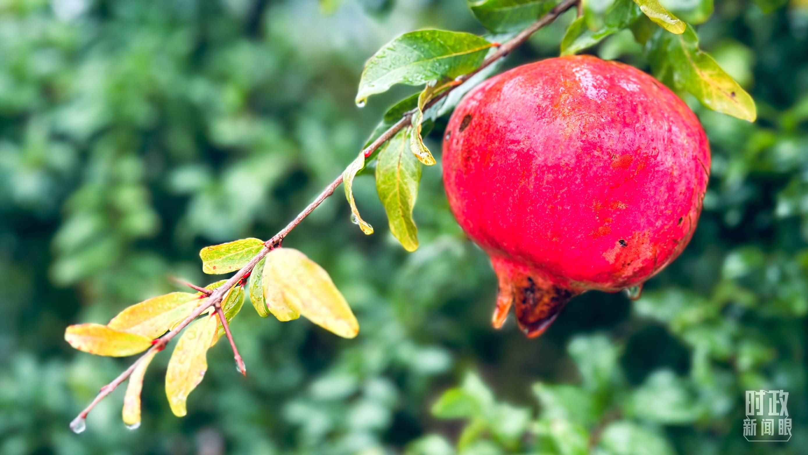 △山東省棗莊市冠世榴園，石榴紅了。（總臺央視記者范一鳴拍攝）