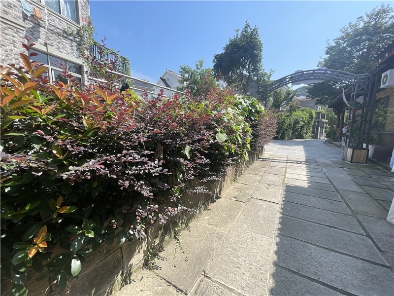 打卡杭州亞運(yùn)會丨“畫外桐塢”的深層蛻變 完美詮釋杭州的時代活力