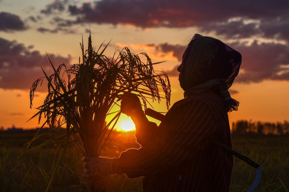 農(nóng)民在吉林省吉林市永吉縣萬(wàn)昌鎮(zhèn)花家村收割水稻（2023年9月12日攝）。新華社記者 張楠 攝