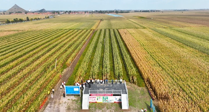 在遼寧省鐵嶺縣蔡牛鎮(zhèn)，外地農(nóng)民到張莊玉米合作社的大田里學(xué)習(xí)玉米選種和栽種技術(shù)（2023年9月26日攝，無(wú)人機(jī)照片）。新華社記者 楊青 攝