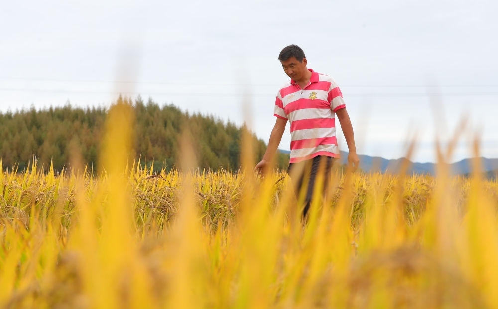 在遼寧省撫順市新賓滿族自治縣新賓鎮(zhèn)的水稻田里，農(nóng)民丁輝查看水稻成熟情況（2023年9月25日攝）。新華社記者 楊青 攝