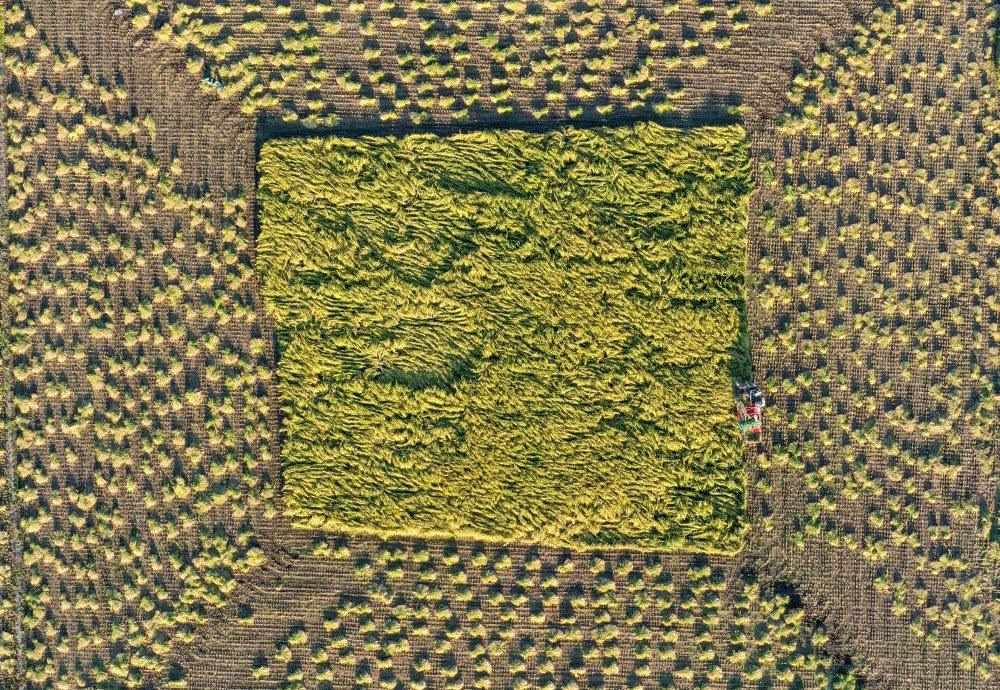 在吉林省舒蘭市平安鎮(zhèn)金星村，農(nóng)民駕駛農(nóng)機(jī)收割水稻（2023年9月21日攝，無(wú)人機(jī)照片）。新華社記者 張楠 攝