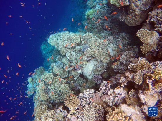  這是10月2日在埃及西奈半島達哈布藍洞內(nèi)拍攝的珊瑚和魚類。新華社記者 隋先凱 攝