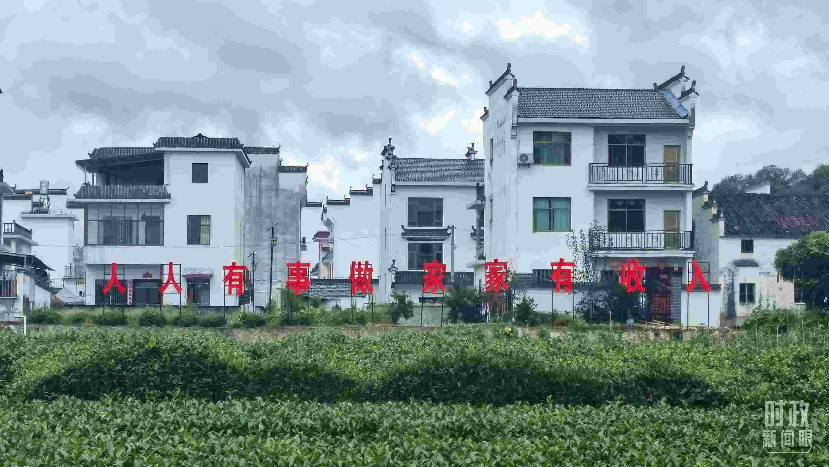 △石門村村民種植的茶葉。（總臺央視記者賈林拍攝）