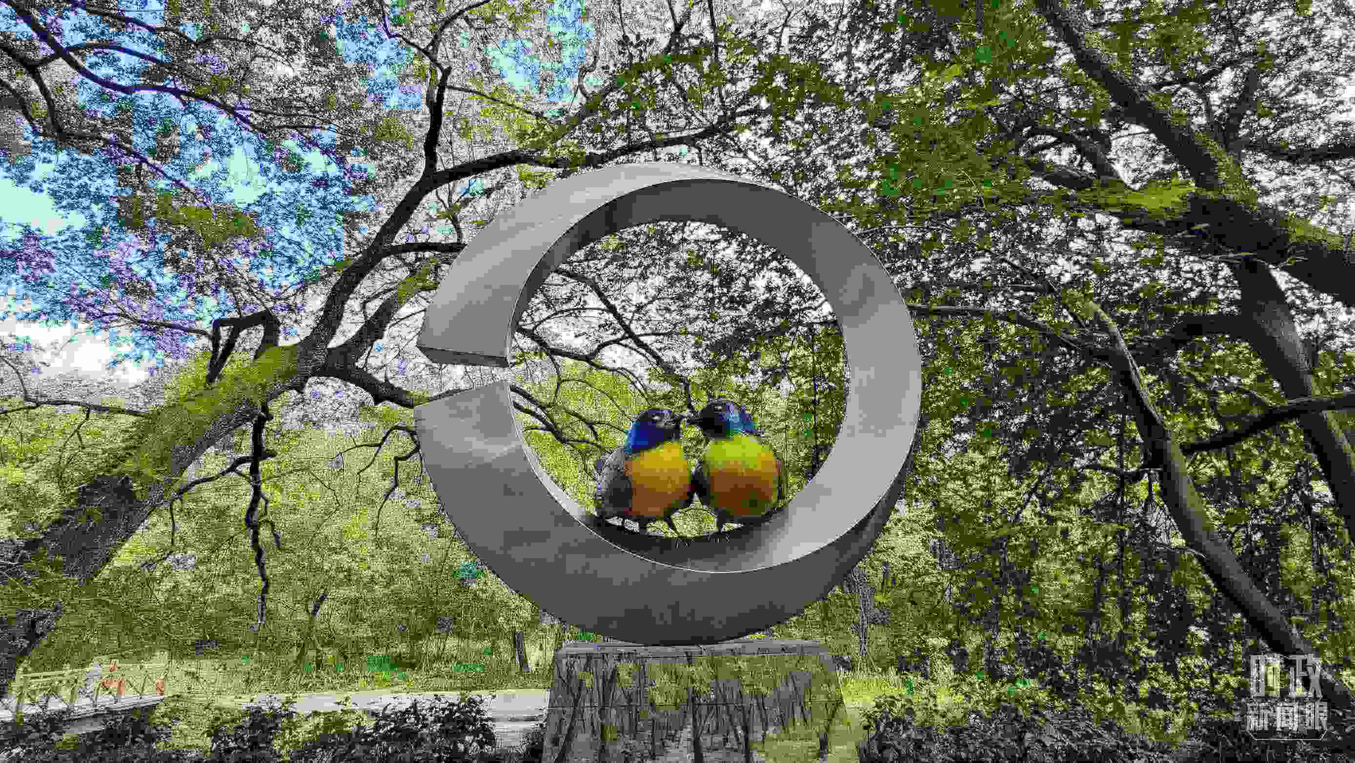 △石門村里的藍冠噪鹛雕像。（總臺央視記者許永松拍攝）