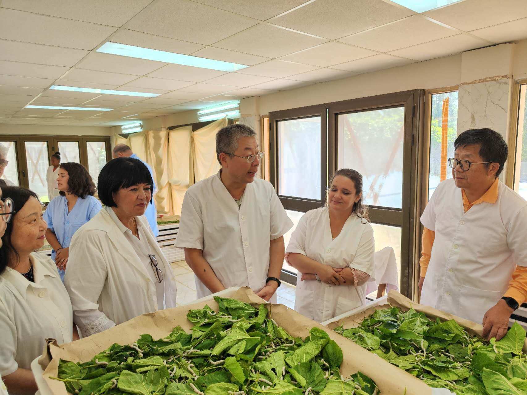 2023年5月23日，中國駐古巴大使馬輝考察古中蠶?？萍己献髦行摹碓矗褐袊v古巴大使館官網(wǎng)