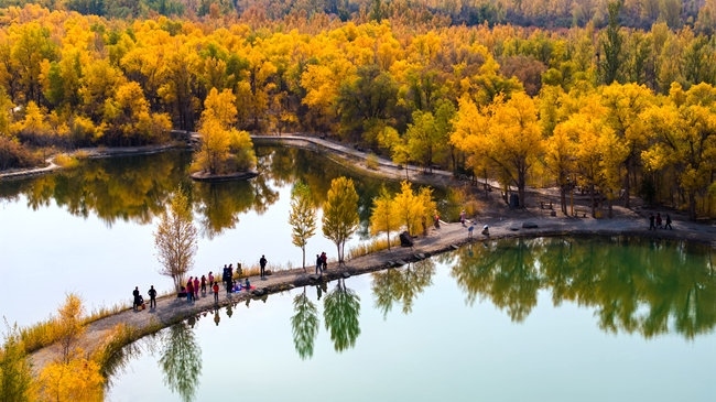 胡楊林金碧耀眼。蘭州局集團(tuán)公司融媒體中心供圖