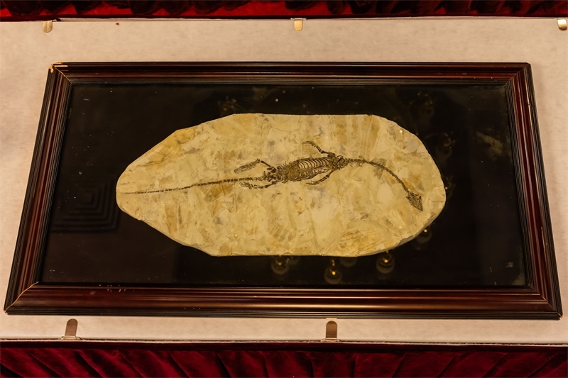 潛龍化石。國(guó)家文物局供圖