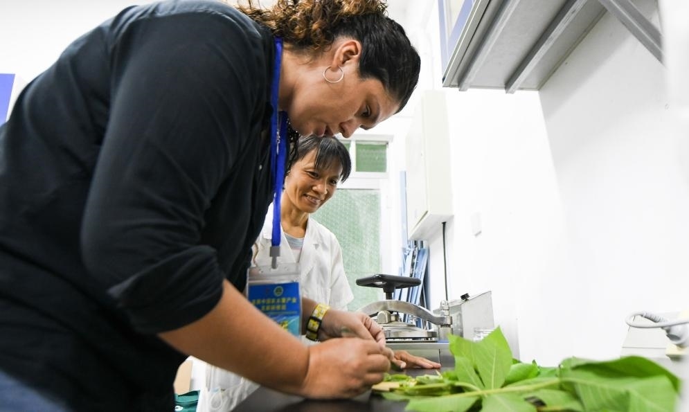 9月17日，來自哥倫比亞的研修班學(xué)員埃文·奧拉亞（左）在中國(guó)專家的指導(dǎo)下學(xué)習(xí)實(shí)操木薯組培快速繁育技術(shù)。