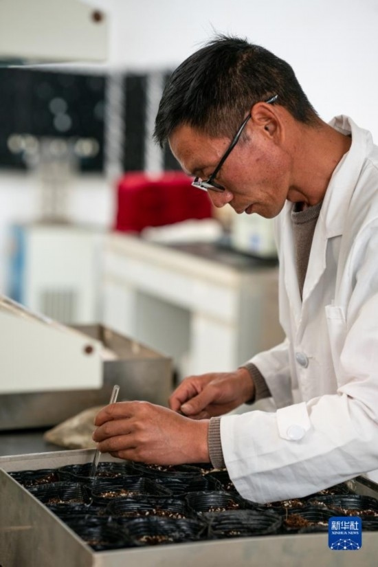 技術(shù)員田連通在實(shí)驗(yàn)室播種太空種子（4月3日攝）。