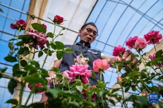 在云南省安寧市現(xiàn)代農(nóng)業(yè)園區(qū)玫瑰種植示范園，技術(shù)員田連通觀察玫瑰花（10月20日攝）。