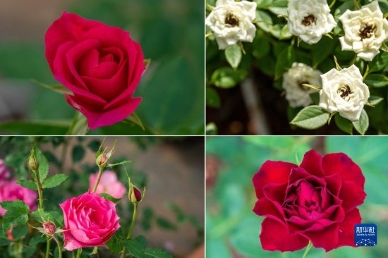 這是云南省安寧市現(xiàn)代農(nóng)業(yè)園區(qū)玫瑰種植示范園里玫瑰新品種的拼版照片。
