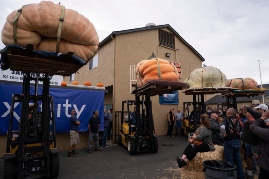  10月9日，在美國加利福尼亞州圣馬特奧縣半月灣舉行的南瓜稱重大賽現(xiàn)場，人們圍觀參賽的南瓜。新華社發(fā)（李建國攝）