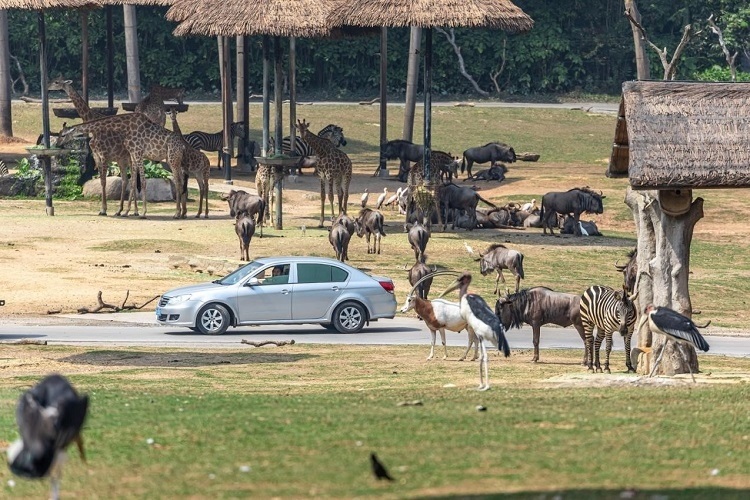 長隆野生動物世界園區(qū)內(nèi)，各類動物生活在一起。鄧泳怡 攝