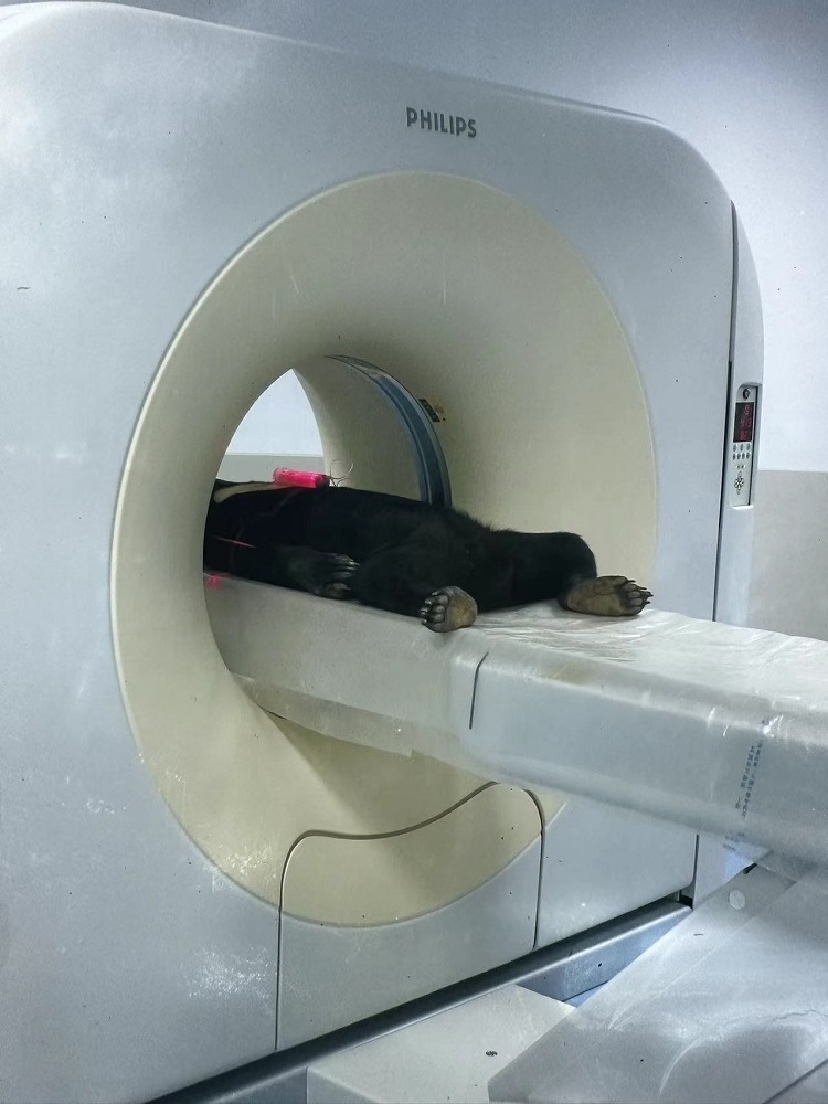 長隆野生動物世界的動物醫(yī)院內(nèi)，馬來熊在做核磁共振檢查。人民網(wǎng)記者 李舫攝