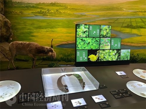  （中醫(yī)藥博物館展出的各類中藥材令人應(yīng)接不暇。中國經(jīng)濟(jì)周刊記者 郭志強(qiáng) 攝）