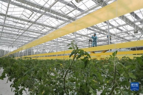 11月4日，在南通市通州區(qū)十總鎮(zhèn)的圓宏萬嘉智慧農(nóng)場，技術(shù)員給番茄苗“盤頭”。