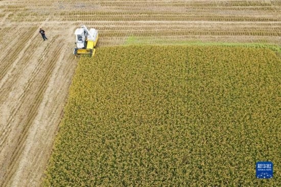 11月4日，在南通市通州區(qū)十總鎮(zhèn)育民村農(nóng)場，一臺設(shè)置好參數(shù)的無人收割機在工作中（無人機照片）。