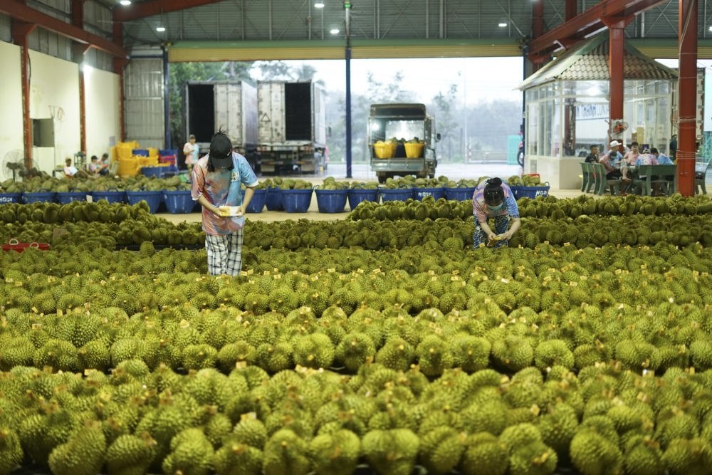 2023年9月15日，在越南多樂省一家榴蓮加工廠，工人在給即將出口到中國的榴蓮包裝貼牌。隨著《區(qū)域全面經(jīng)濟伙伴關(guān)系協(xié)定》紅利釋放，中國—東盟貿(mào)易規(guī)模進一步擴大。越來越多東盟國家的優(yōu)質(zhì)水果便捷地進入中國市場，走上消費者的餐桌。