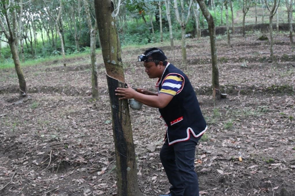 2017年10月，云南省永德縣團(tuán)樹(shù)村佤族膠農(nóng)蔣文富在割膠