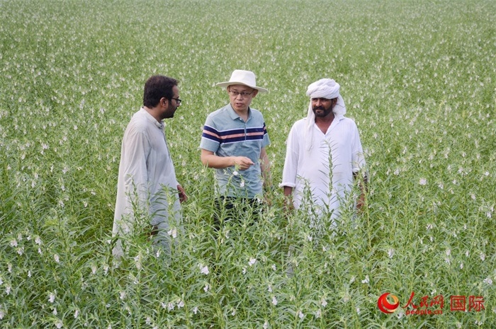 中巴經(jīng)濟走廊農(nóng)業(yè)合作中心負責(zé)人席建龍（中）與巴基斯坦當(dāng)?shù)剞r(nóng)戶在芝麻種植園交流作物生長情況。人民網(wǎng)記者薩義德·邁赫迪攝
