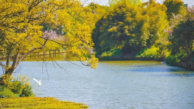  碧波蕩漾 浙江嘉興市海鹽縣望海街道永福社區(qū)荷花池，一汪碧水波光粼粼，風(fēng)光旖旎。當(dāng)?shù)厥冀K堅(jiān)持綠色發(fā)展，促進(jìn)人與自然和諧共生。 肖弗勒模具（嘉興）有限公司德國籍經(jīng)理 湯姆·魯特納攝 “當(dāng)?shù)卮迕窀嬖V我，如今環(huán)境變好了，茶余飯后，大家都會(huì)到河邊散散步，欣賞美景，和鄰居聊聊天。我想，好生態(tài)是大自然的饋贈(zèng)，更是長三角地區(qū)大力治理生態(tài)環(huán)境的結(jié)果。希望美麗中國的綠色發(fā)展之路越走越好?！? /></p> <p style=