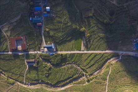 漠源鄉(xiāng)西柚基地。將樂縣農(nóng)業(yè)農(nóng)村局供圖