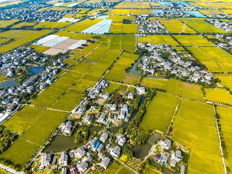 2023年10月22日，浙江海寧市黃灣鎮(zhèn)，金秋時節(jié)，金黃色的稻田與美麗鄉(xiāng)村構(gòu)成一幅寧靜祥和的畫卷。