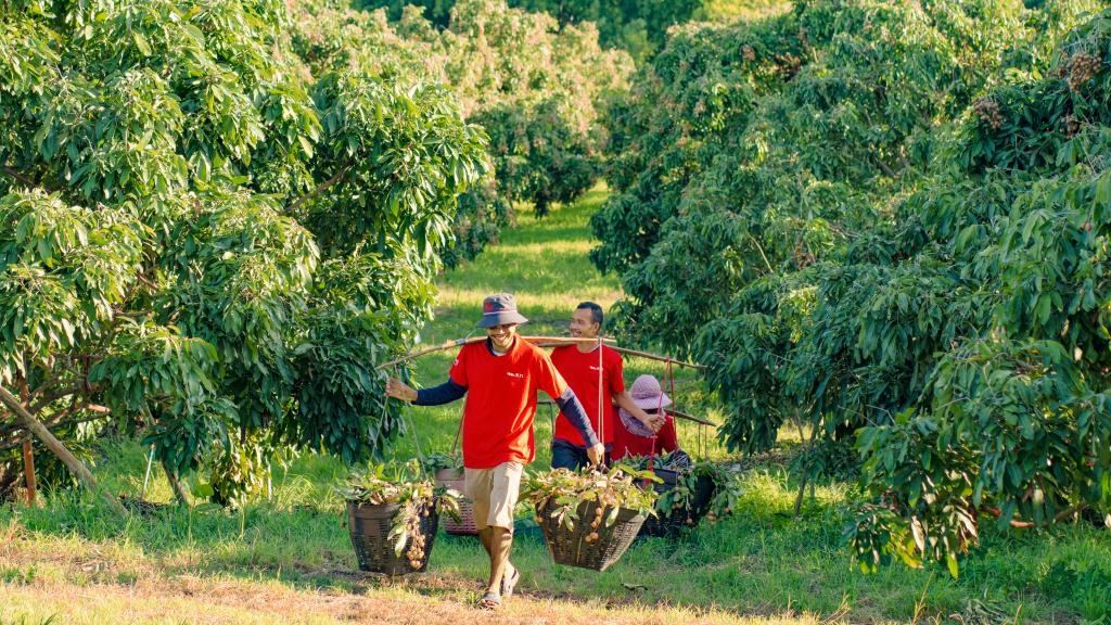 2023年10月，泰國尖竹汶府的龍眼種植園內(nèi)，采果工人正在運(yùn)輸新采摘的龍眼。（黎銀成攝 新華社發(fā)）