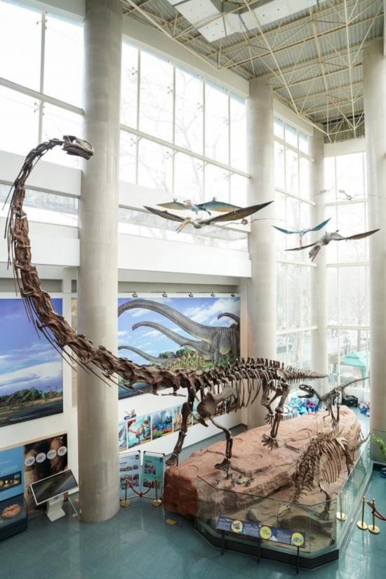 南京古生物博物館展出的馬門溪龍模型。新華社記者李博 攝
