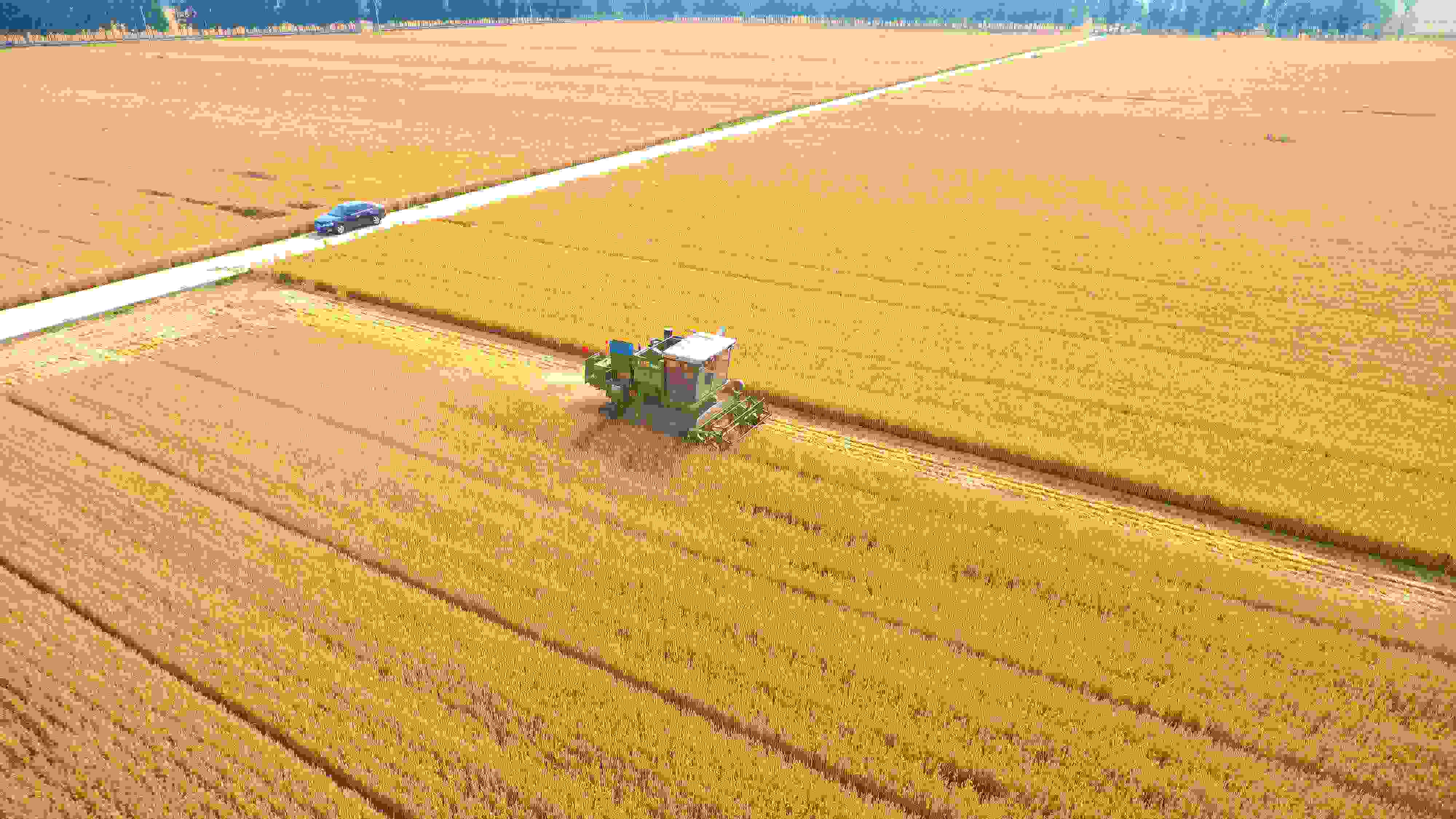 △ 2023年6月5日，山東聊城茌平區(qū)賈寨鎮(zhèn)王藥包村，收割機(jī)在田間進(jìn)行小麥?zhǔn)崭钭鳂I(yè)。