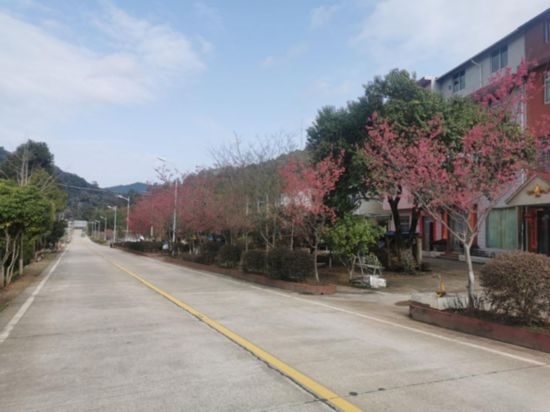 道路兩旁的山櫻花。將樂縣農(nóng)業(yè)農(nóng)村局供圖