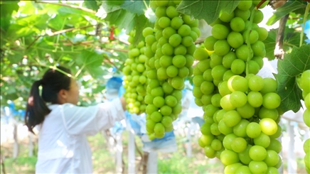 小屯村葡萄園里的陽光玫瑰葡萄。肖俊楠攝