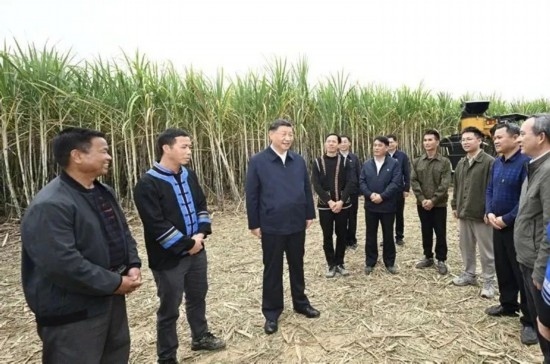 2023年12月14日，習(xí)近平總書記在廣西來賓市國家現(xiàn)代農(nóng)業(yè)產(chǎn)業(yè)園黃安優(yōu)質(zhì)“雙高”糖料蔗基地考察。