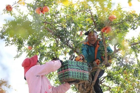 紅彤彤的石榴掛滿枝頭，農(nóng)戶們穿梭在林中采摘，享受著豐收的喜悅。