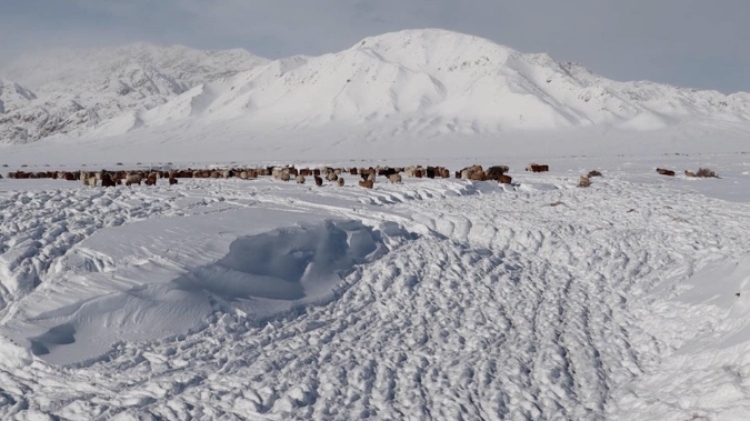 蒙古國(guó)近日發(fā)生雪災(zāi)。圖片來(lái)源：蒙政府網(wǎng)站