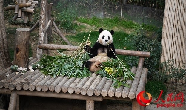 “福寶”享用新鮮的竹子。人民網(wǎng) 李帆攝