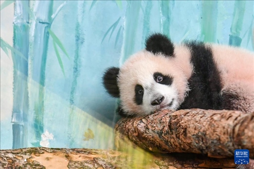 這是3月8日在俄羅斯莫斯科動物園拍攝的大熊貓“喀秋莎”。新華社記者 曹陽 攝