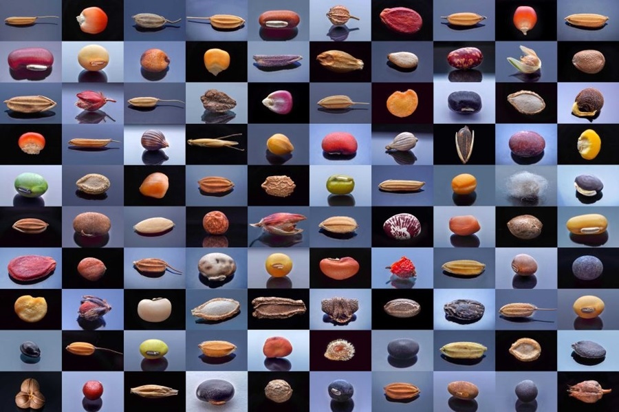 微距鏡頭下，湖南省農(nóng)作物種質(zhì)資源庫(kù)的種子千姿百態(tài)（100個(gè)種子拼版照片）。